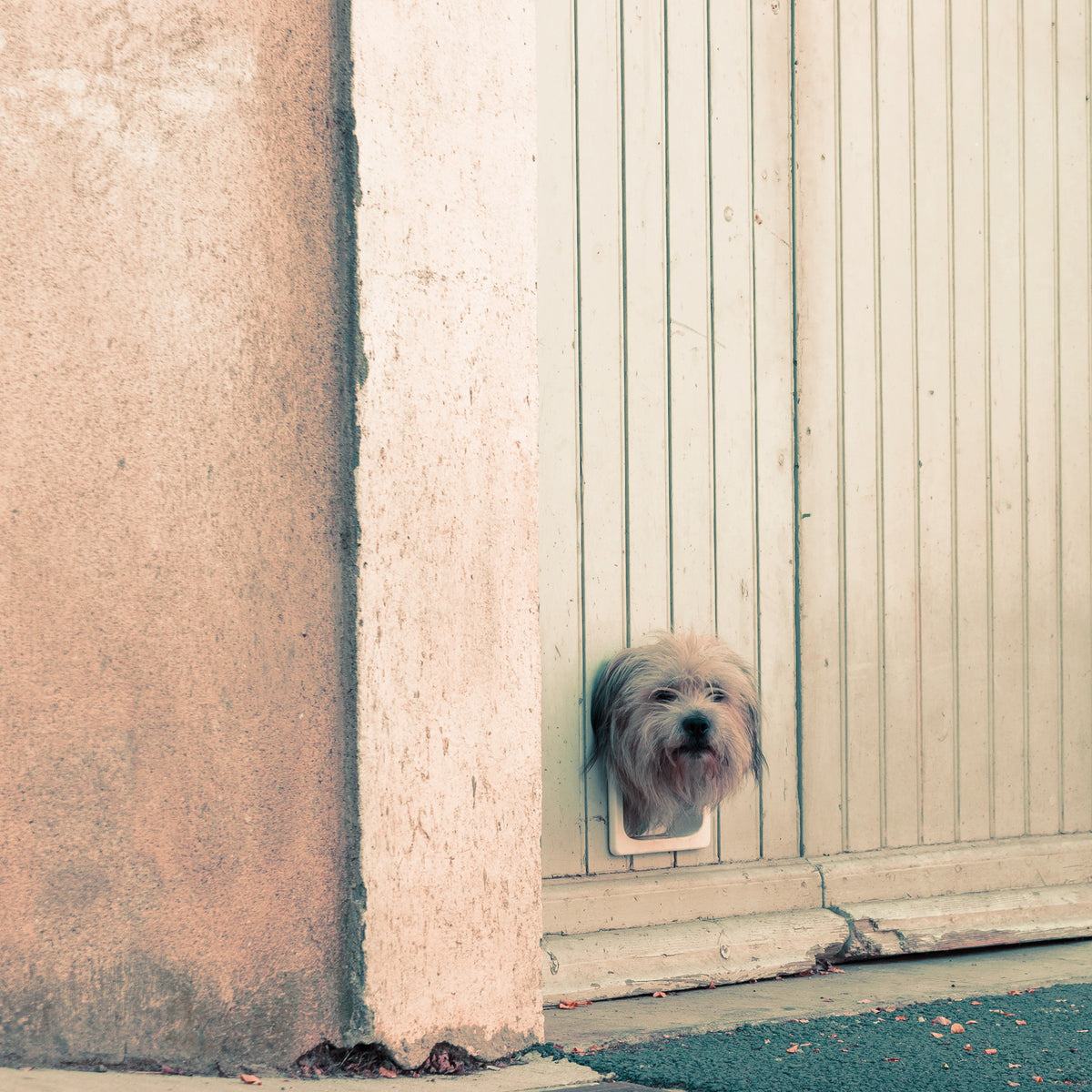 PawPass - Katzentür mit Schloss