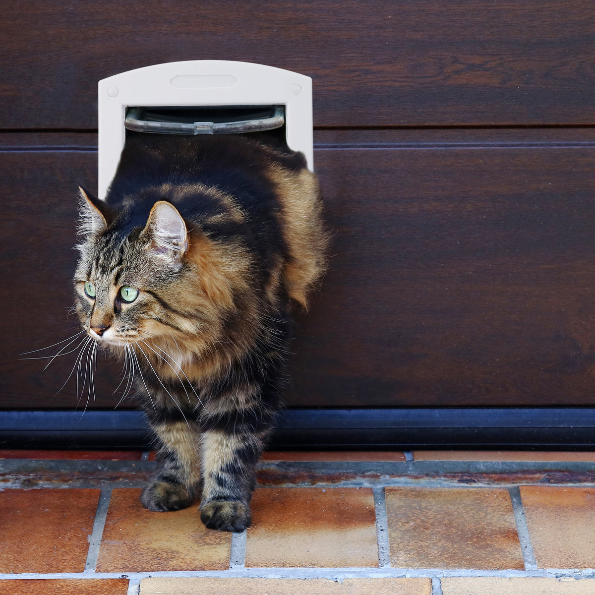 PawPass - Katzentür mit Schloss