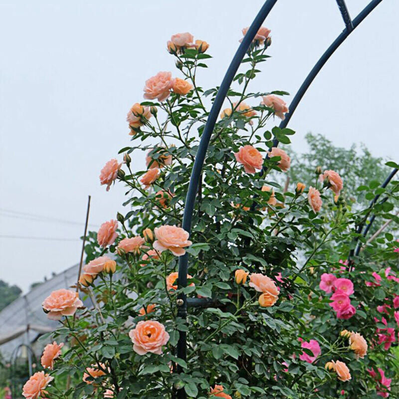 GardenBloom Arch - Rosenbogen Garten Metall